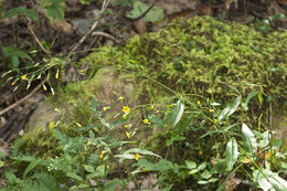 Image of Panicled Hawkweed