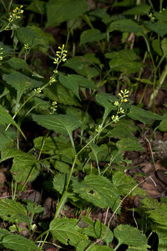 Image of Broad-leaved goldenrod