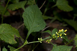 Image of Broad-leaved goldenrod