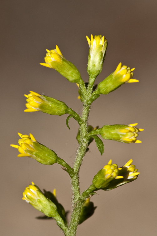 Image of Broad-leaved goldenrod