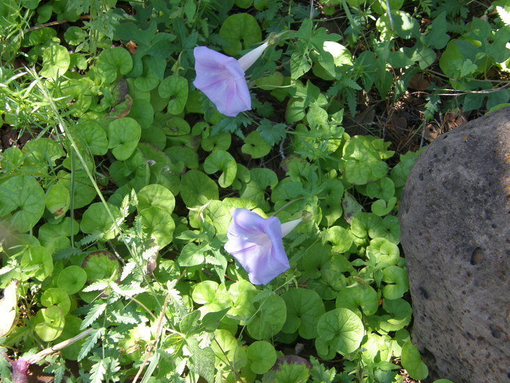 Слика од Ipomoea pubescens Lam.