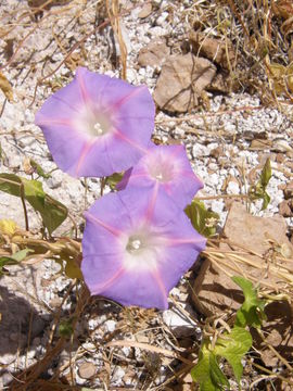 Слика од Ipomoea purpurea (L.) Roth