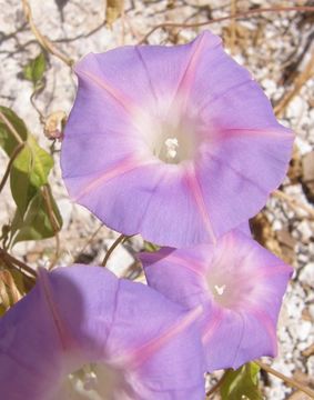 Image of tall morning-glory