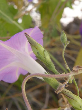 Image of tall morning-glory