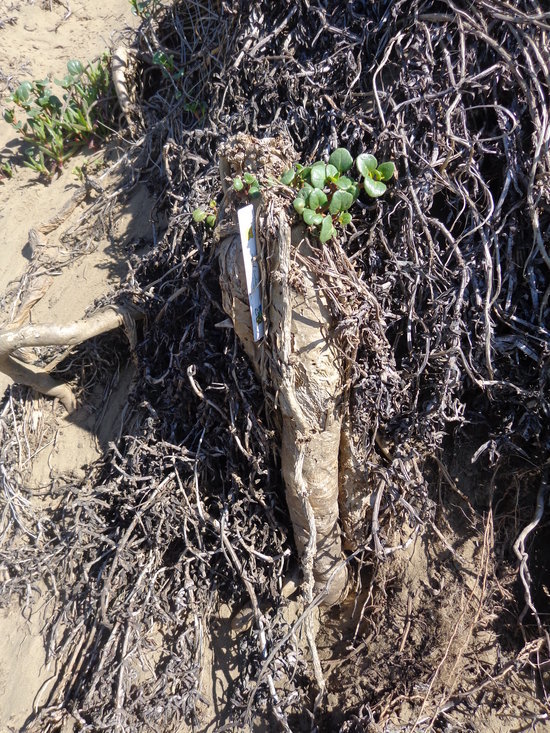 Image of coastal sand verbena