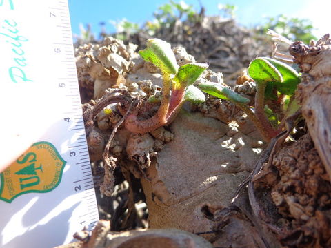 Image of coastal sand verbena