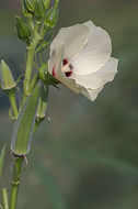 Image of okra