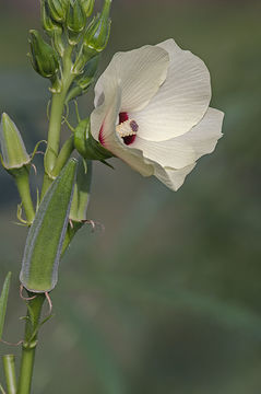 Image of okra