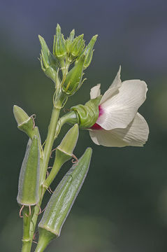 Image of okra