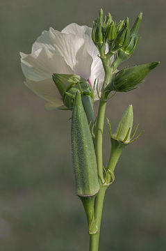 Image of okra