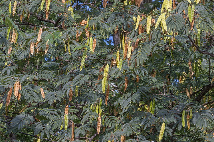 Слика од Albizia julibrissin Durazz.