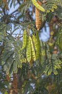 Слика од Albizia julibrissin Durazz.