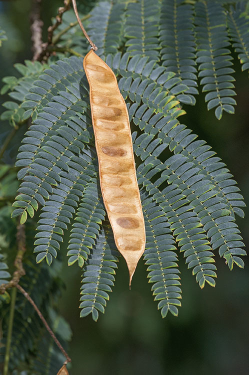 Слика од Albizia julibrissin Durazz.