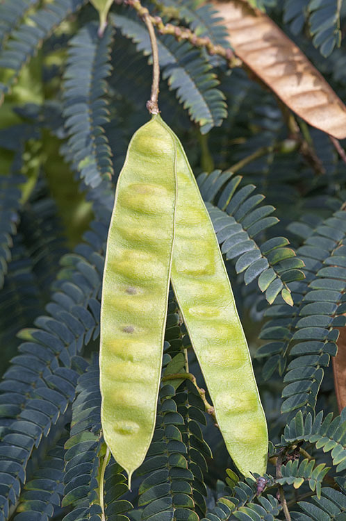 Слика од Albizia julibrissin Durazz.