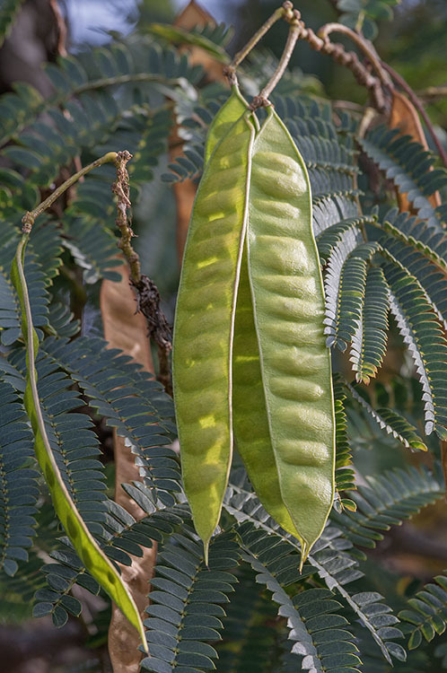 Слика од Albizia julibrissin Durazz.