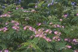 Слика од Albizia julibrissin Durazz.