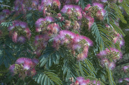 Слика од Albizia julibrissin Durazz.