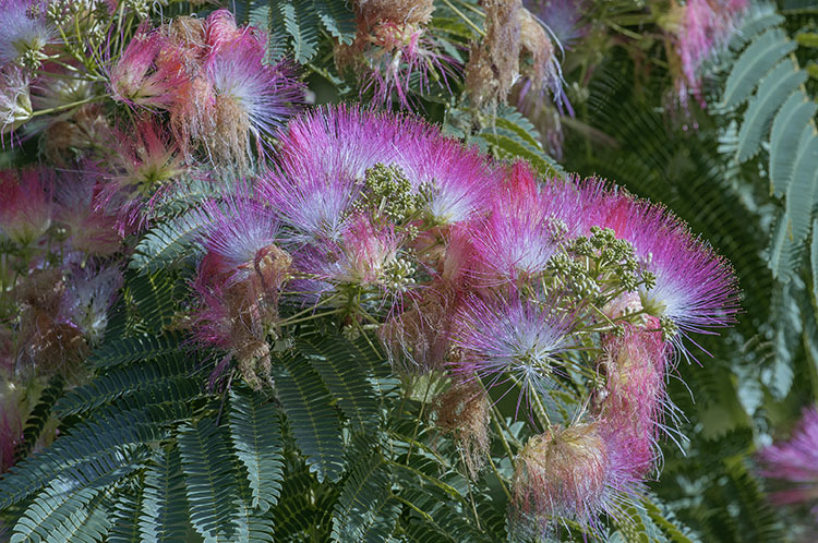 Слика од Albizia julibrissin Durazz.