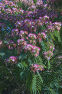 Слика од Albizia julibrissin Durazz.