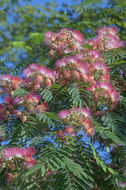 Слика од Albizia julibrissin Durazz.