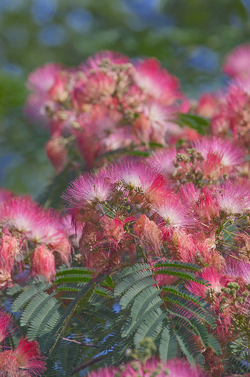 Слика од Albizia julibrissin Durazz.