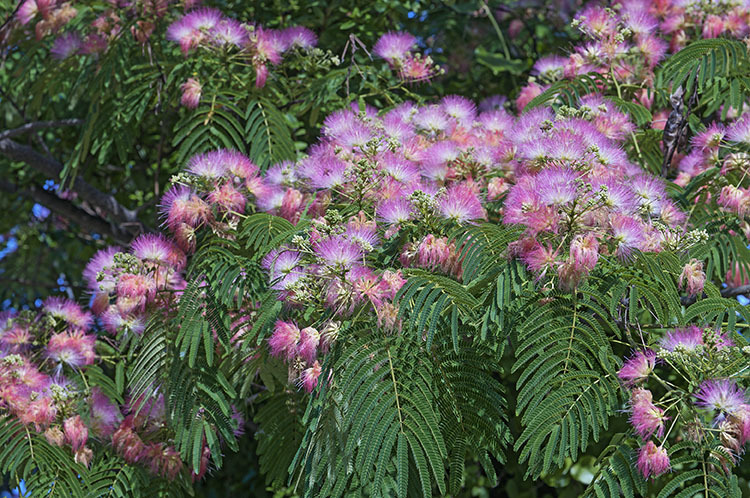 Слика од Albizia julibrissin Durazz.