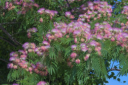 Слика од Albizia julibrissin Durazz.