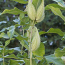 Image of common milkweed