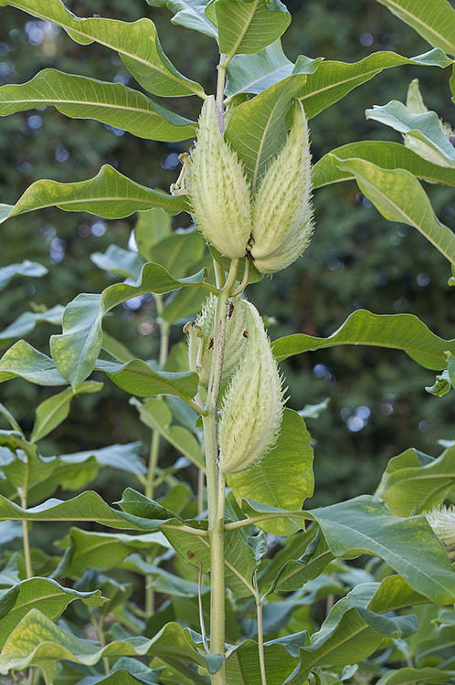 Imagem de Asclepias syriaca L.