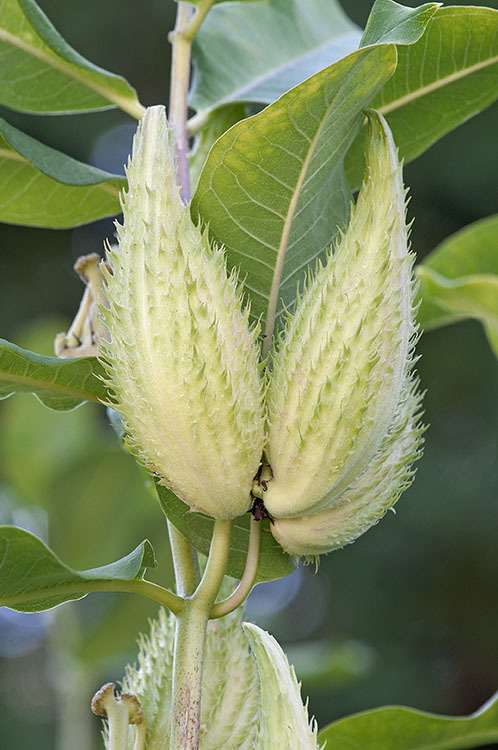 Imagem de Asclepias syriaca L.