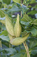 Image of common milkweed