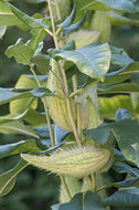 Imagem de Asclepias syriaca L.