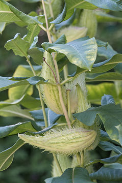 Image of common milkweed