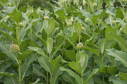 Image of common milkweed