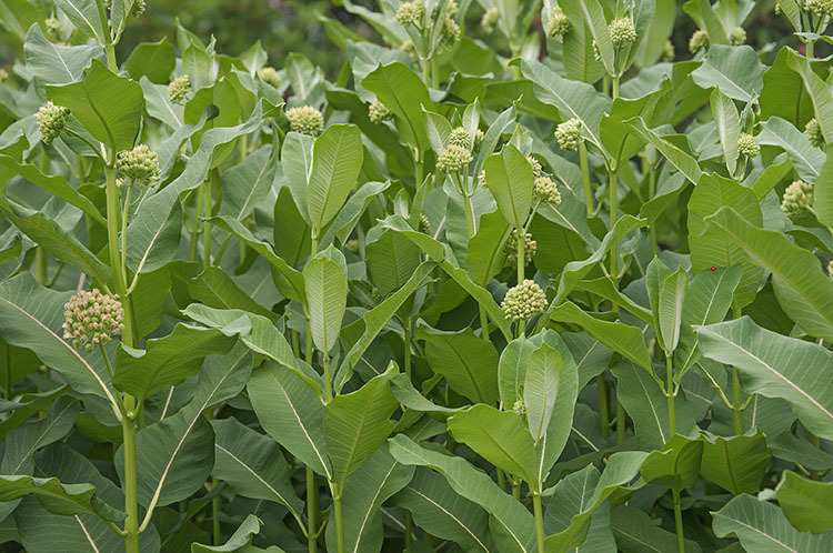 Imagem de Asclepias syriaca L.