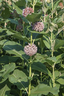 Image of common milkweed