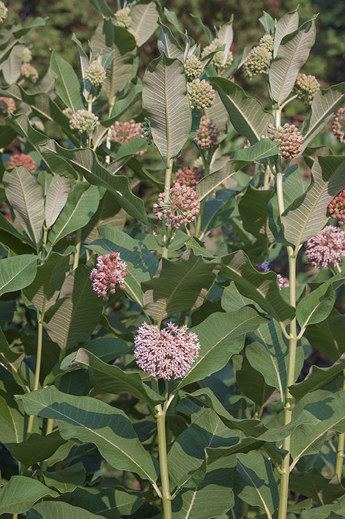 Image of common milkweed