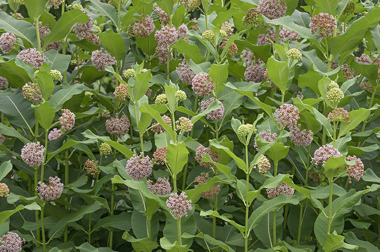 Imagem de Asclepias syriaca L.