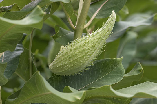 Imagem de Asclepias syriaca L.