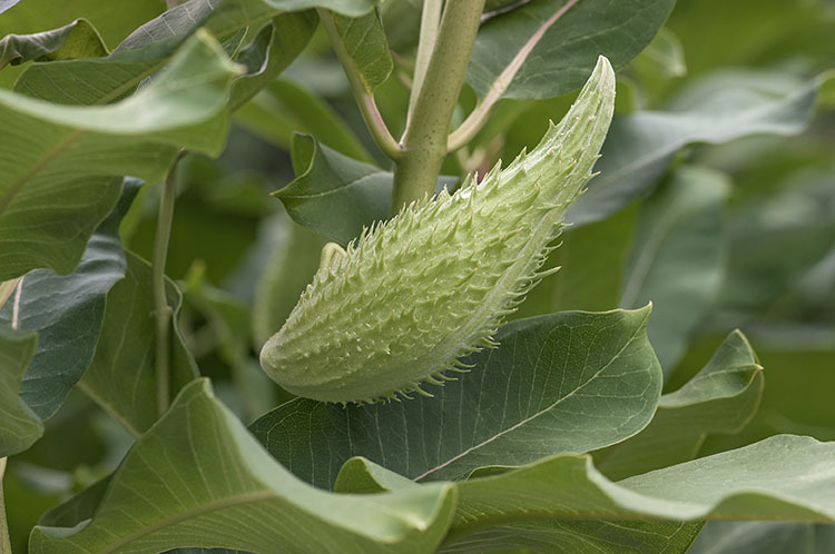 Image of common milkweed