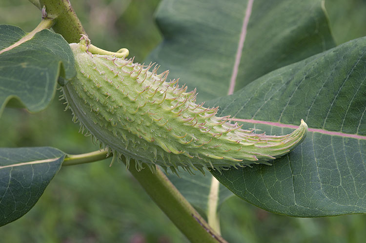 Imagem de Asclepias syriaca L.