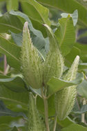 Image of common milkweed