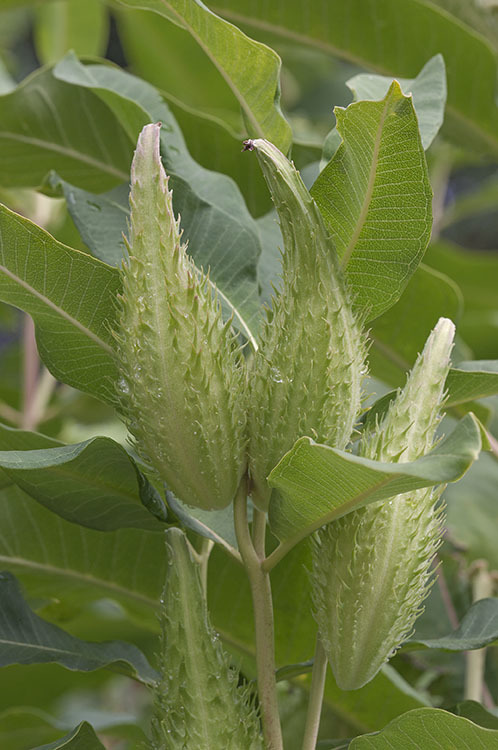 Imagem de Asclepias syriaca L.