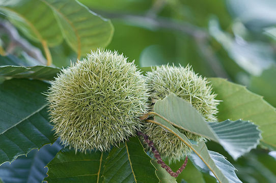 Image of American chestnut