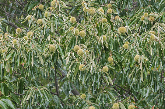 Image of American chestnut