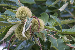 Image of American chestnut