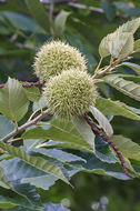 Image of American chestnut