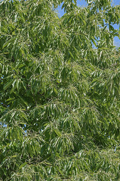 Image of American chestnut