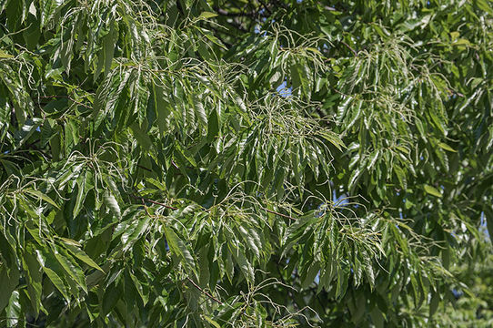 Image of American chestnut