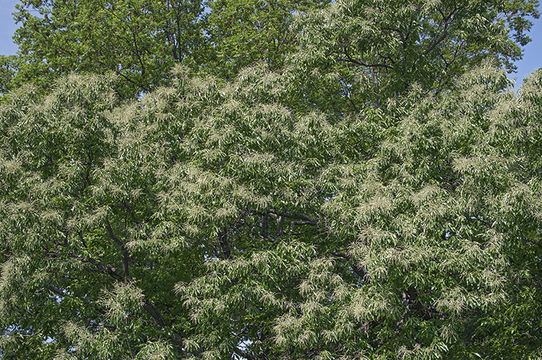 Image of American chestnut